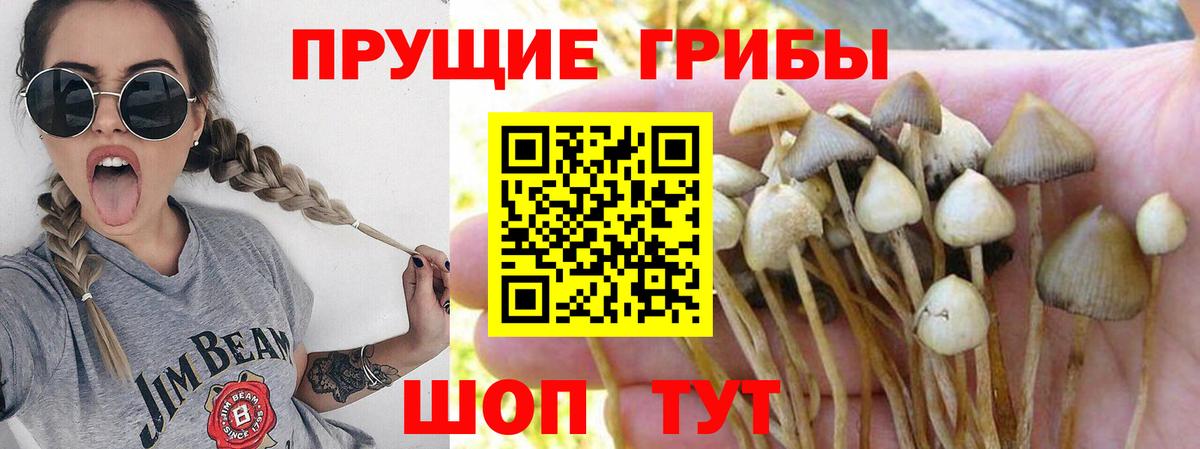 Галлюциногенные грибы MAGIC MUSHROOMS  Вход с VPN  Гусев 